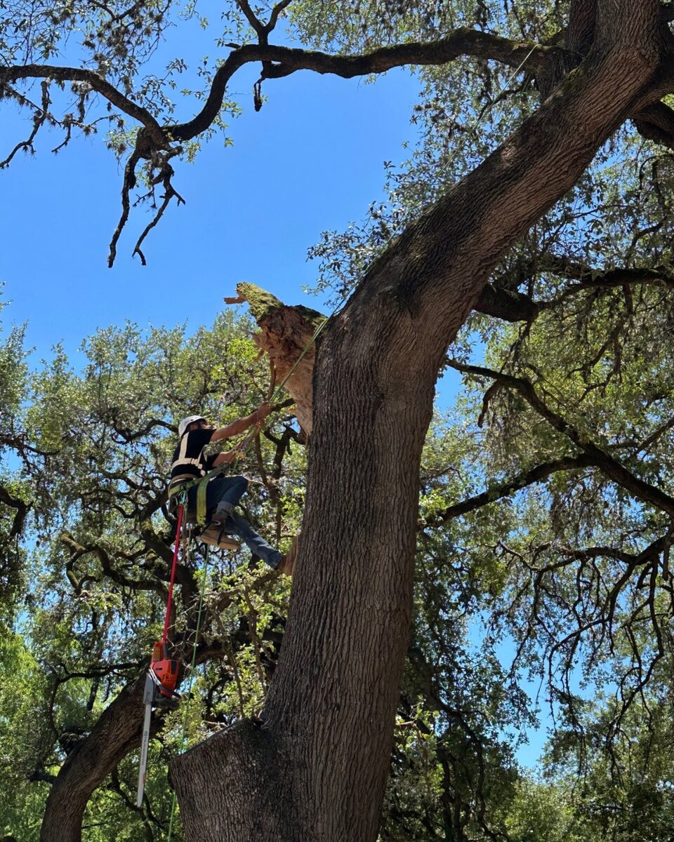 Freedom Tree Service climber working a large oak removal