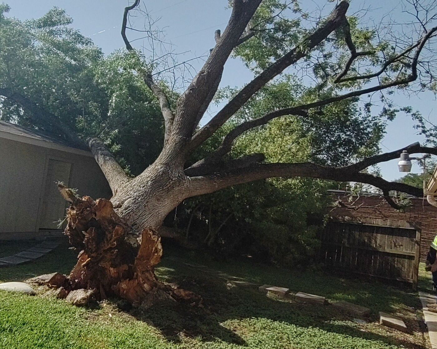 Emergency removal of a storm-damaged tree