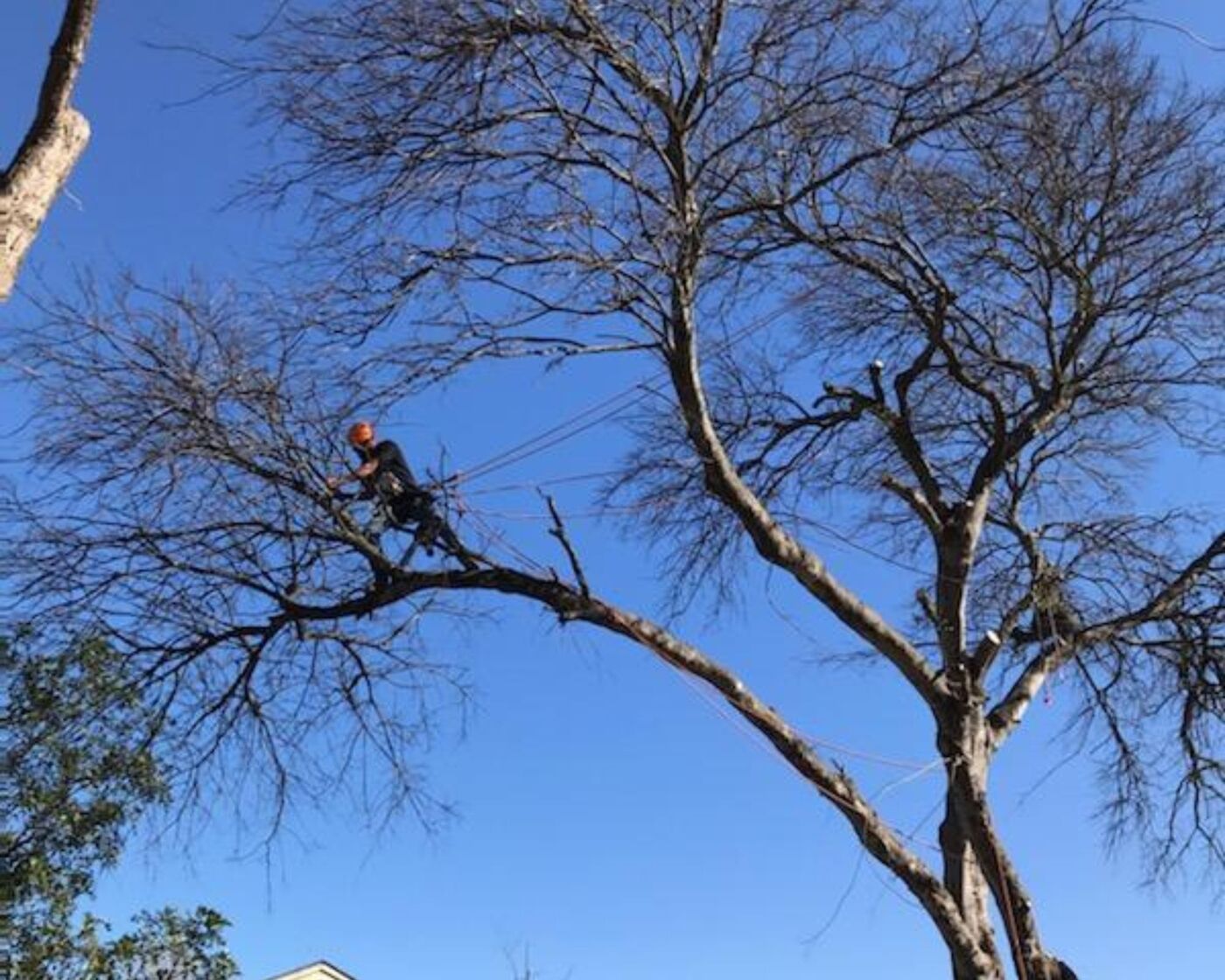 Climber stretched out on a limb against blue sky during a trim